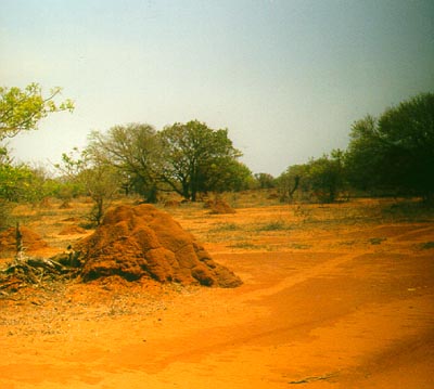 Termite hills