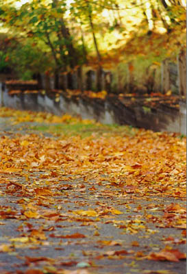 Autumn Leaves
