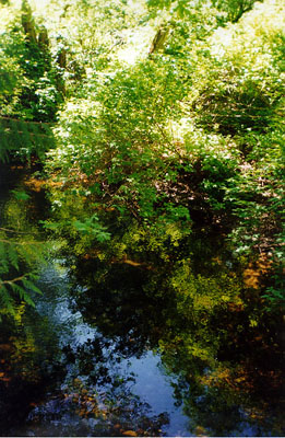 Some creek on Bowen Island