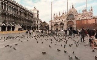Chasing pigeons was a lot of fun