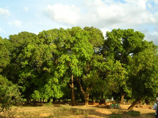 Mango trees