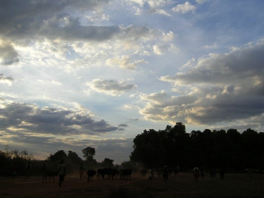Bringing home the cattle