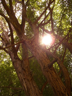 Sun and trees