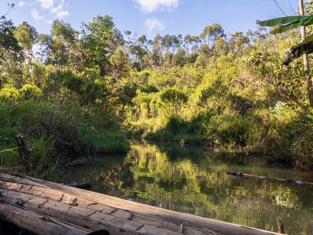 View onto the river while canoeing