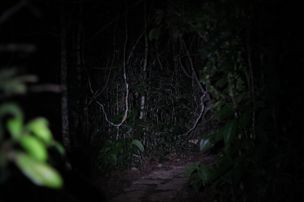 Night walk