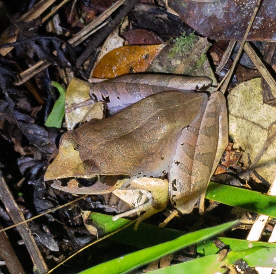 Frog (Andasibe)