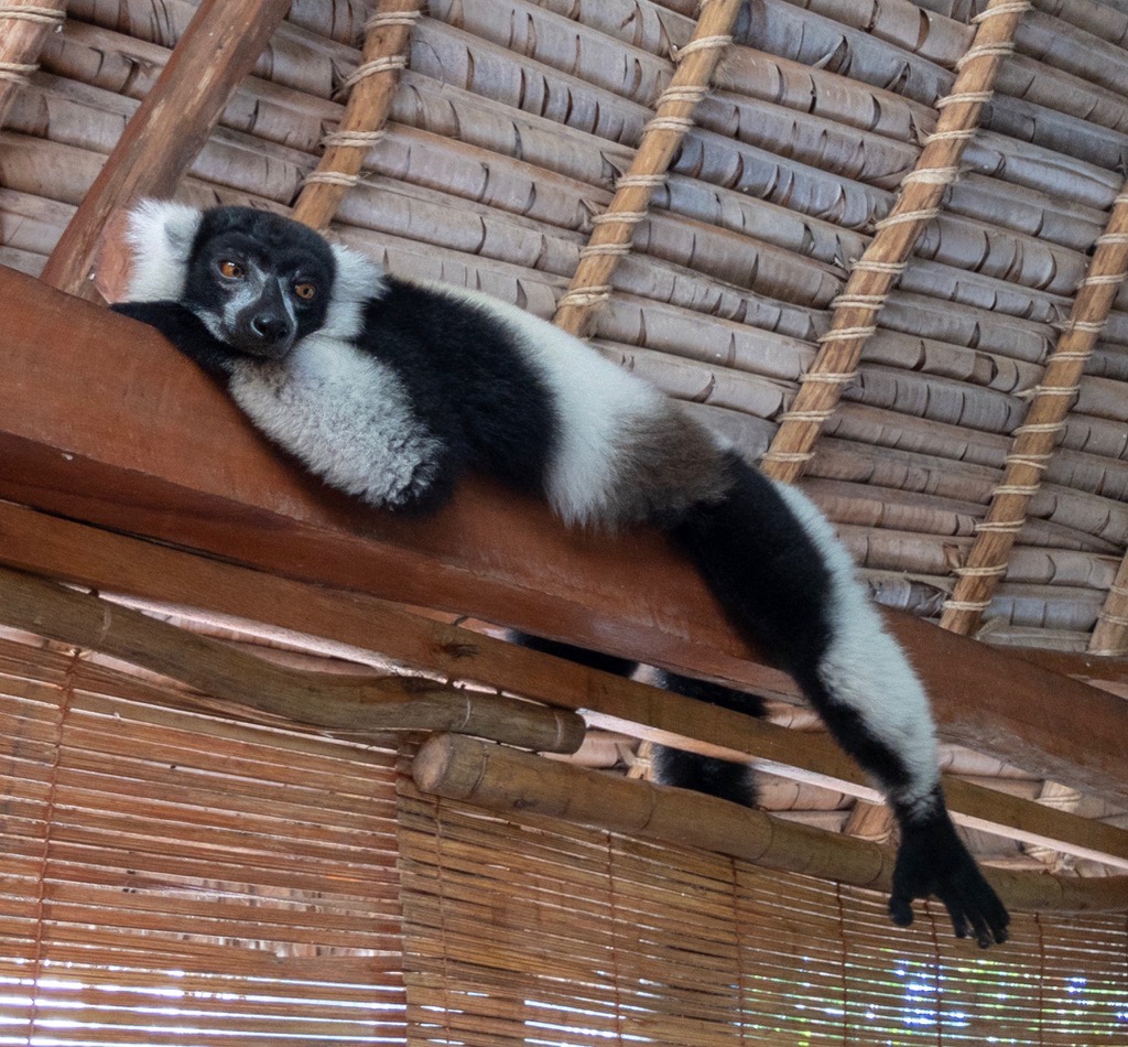 Vari Lemur (Palmarium, Akanin ny Nofy / Manambato)