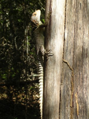 Lizard