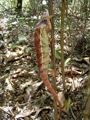Chameleon