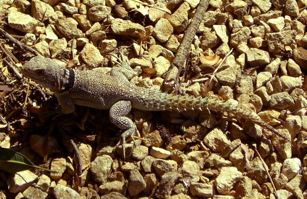 Another lizard