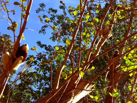 More lemurs