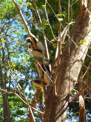Lemurs in trees