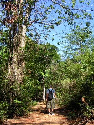 Ankarafantsika forest