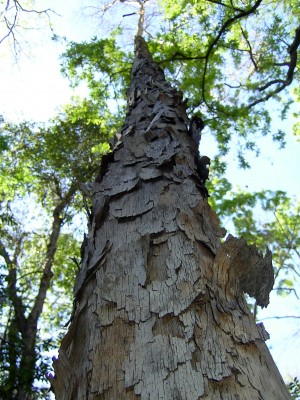 Interesting trunk structure