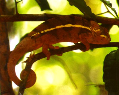 Chameleon