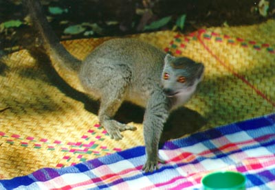 Lemur trying to steal our food