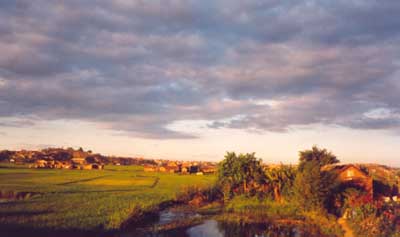 More rice fields