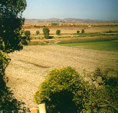 Rice fields during the dry season