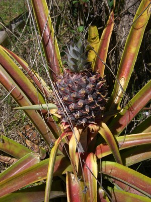 Pineapple plant
