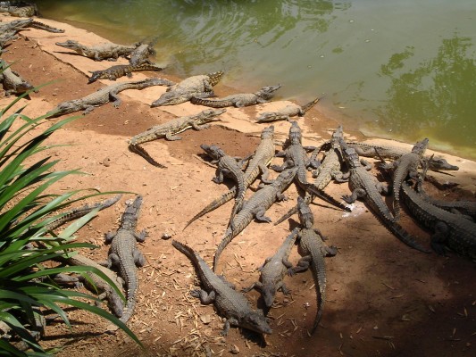 Crocodile farm