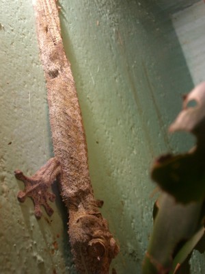 Lizard