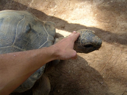 Turtle