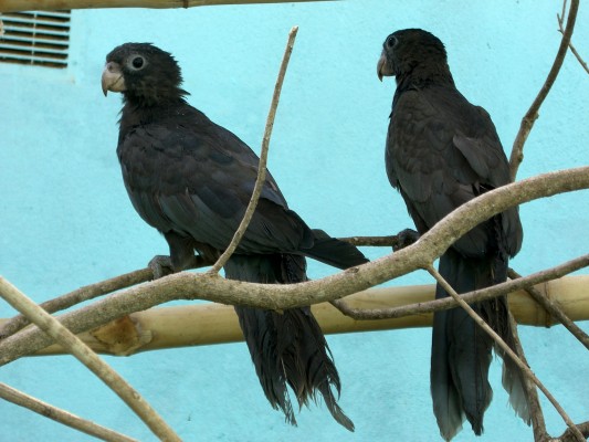 Many people keep these parrots at home