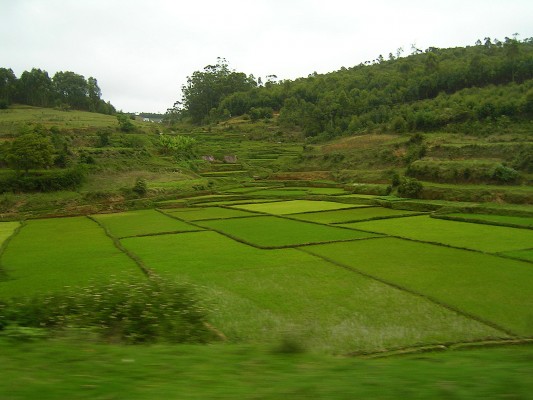The Eastern side of Tana is much rainier than the Western side