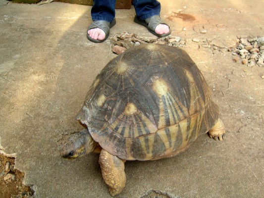 This turtle has been around my aunt’s house as long as I can remember