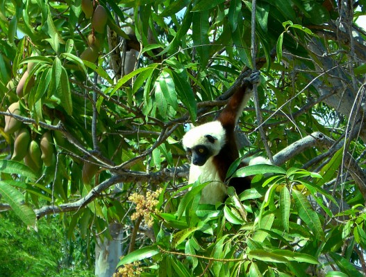 Lemur
