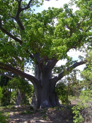 Baobab