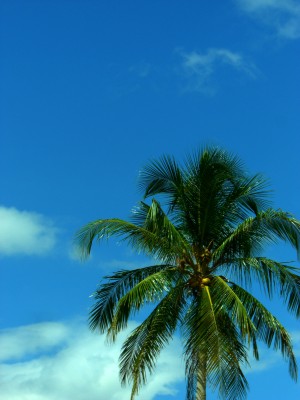 Palm tree