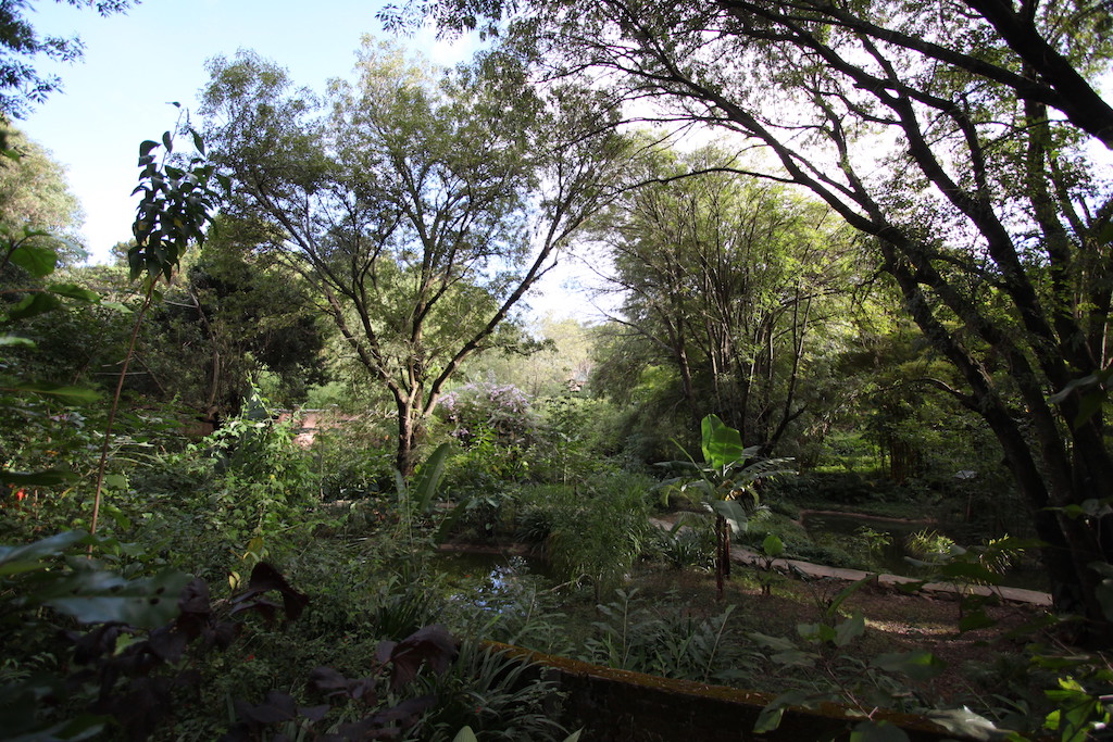 Forest