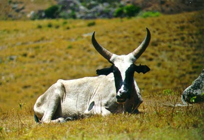 A zebu