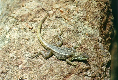 Lizard