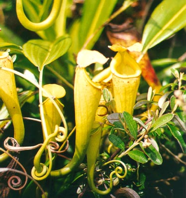 Pitcher plants (eat insects)
