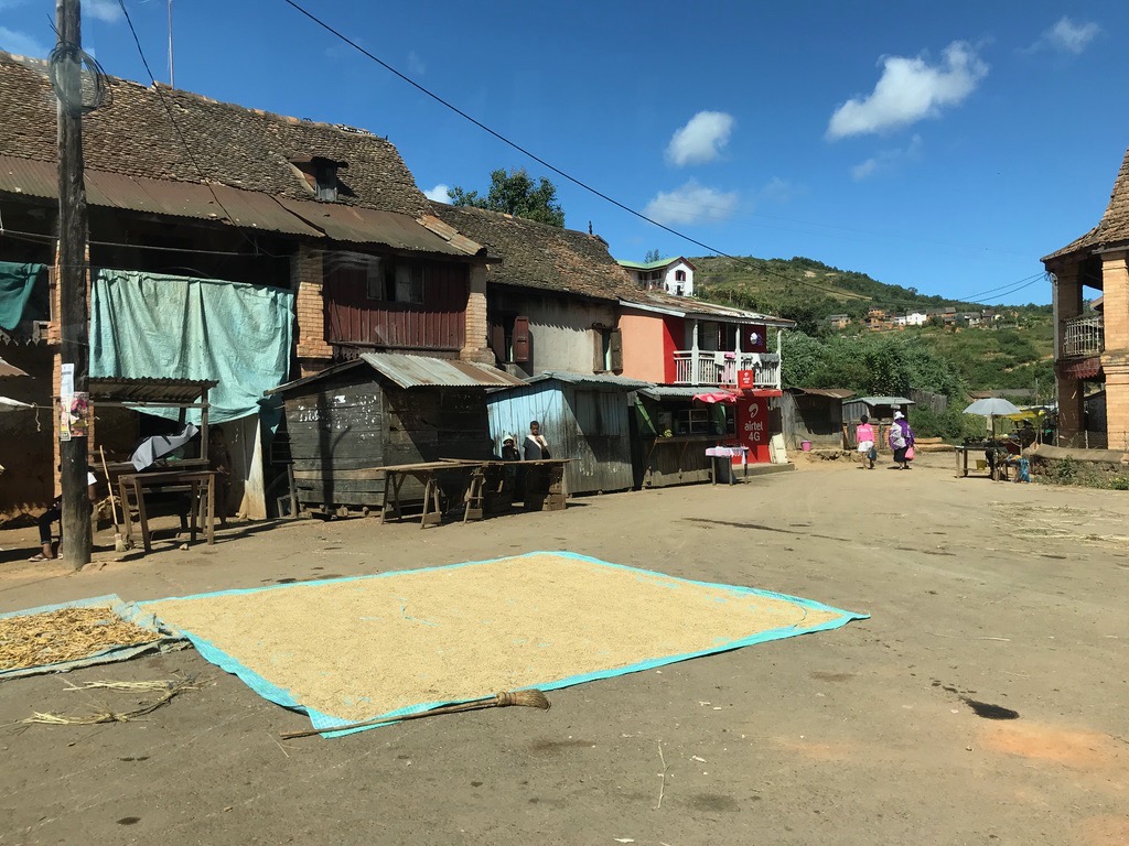 Drying rice in the sun