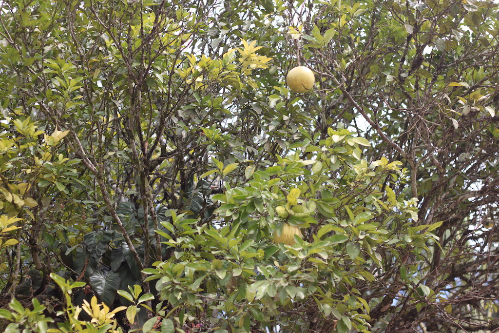 Pomelo tree