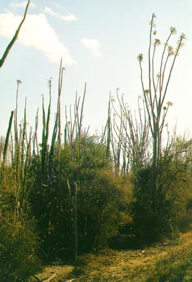 Cactus forest close to the Kaleta reserve