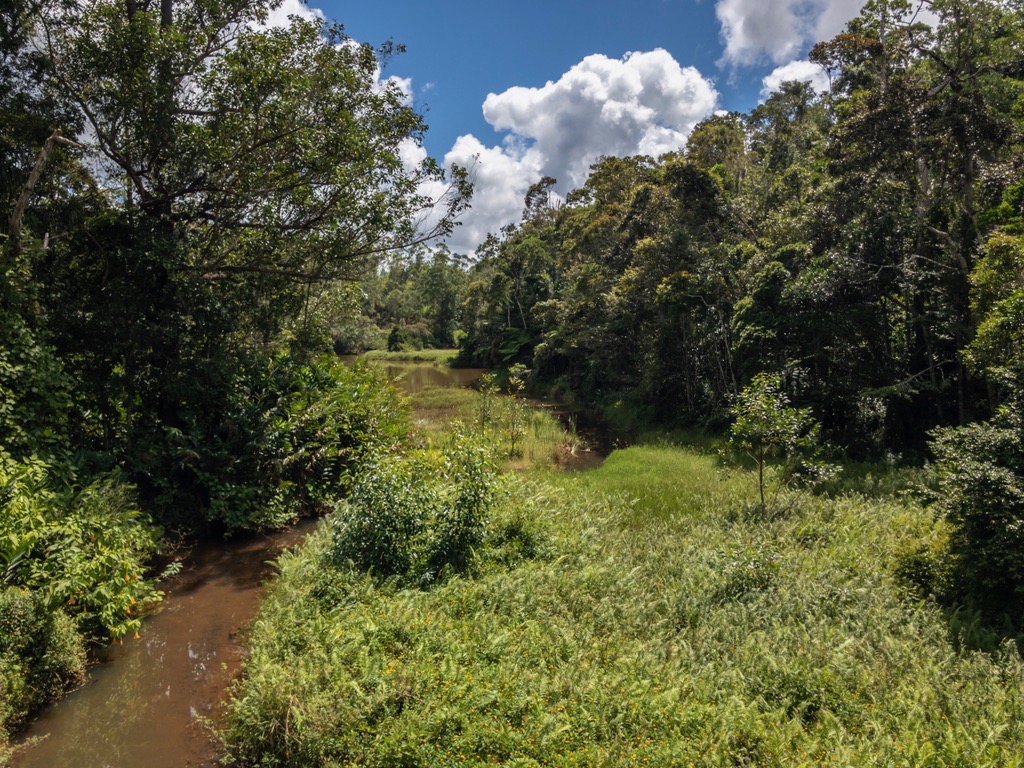 Andasibe rainforest