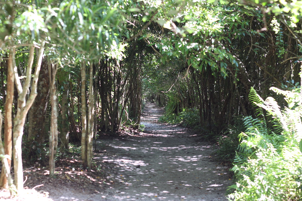 Forest at Palmarium (Akanin ny Nofy / Manambato)