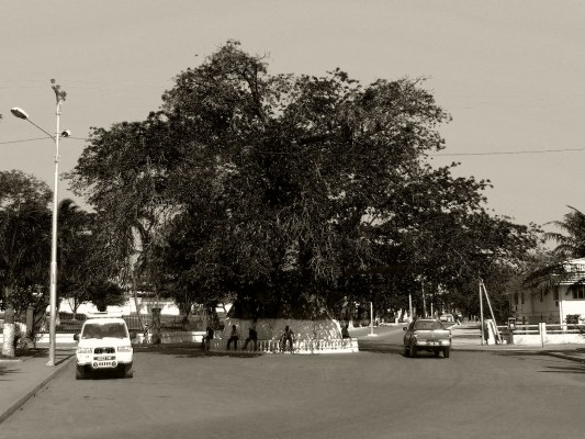 Majunga’s main landmark: the baobab