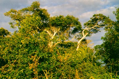 Trees at sunset