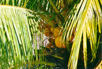 Coconuts in front of our hotel room