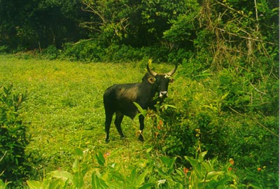A hungry zebu