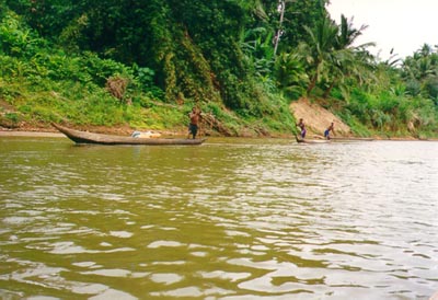 Rainforest piroguers