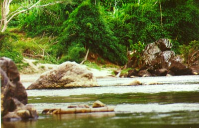 Cruising along the river in the rainforest