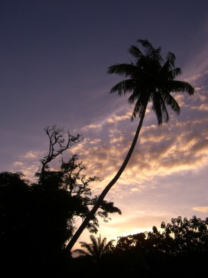 Palm tree at sunset