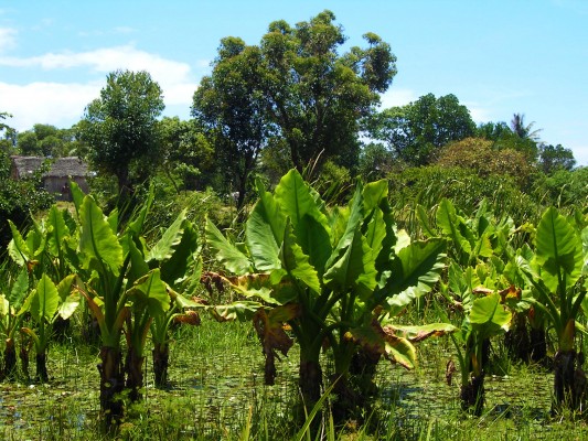 Palm trees growing in the river