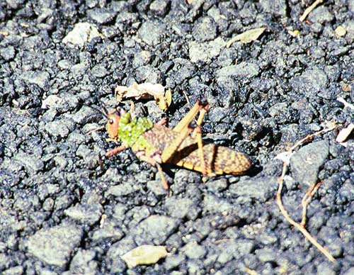 The gigantic grasshoppers are everywhere. This one was about 12cm long.